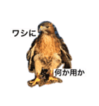 ショアジギぎゃんぐ②（個別スタンプ：5）