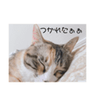 可愛いみーちゃんのスタンプ（個別スタンプ：5）