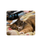可愛いみーちゃんのスタンプ（個別スタンプ：7）