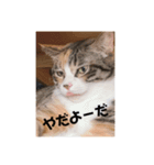 可愛いみーちゃんのスタンプ（個別スタンプ：8）