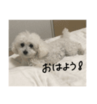マルチーズに間違えられるトイプースタンプ（個別スタンプ：5）