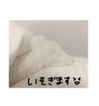 マルチーズに間違えられるトイプースタンプ（個別スタンプ：22）