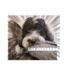 cockapoo Noel（個別スタンプ：1）