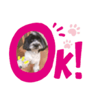 cockapoo Noel（個別スタンプ：3）