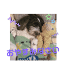 cockapoo Noel（個別スタンプ：4）
