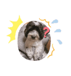 cockapoo Noel（個別スタンプ：5）