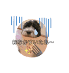 cockapoo Noel（個別スタンプ：6）