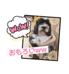 cockapoo Noel（個別スタンプ：11）