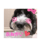 cockapoo Noel（個別スタンプ：12）