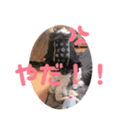 cockapoo Noel（個別スタンプ：13）