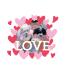 cockapoo Noel（個別スタンプ：14）