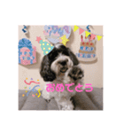 cockapoo Noel（個別スタンプ：15）