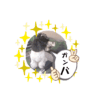 cockapoo Noel（個別スタンプ：16）