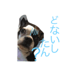 我が家の愉快なペット達（個別スタンプ：1）