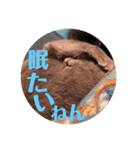 我が家の愉快なペット達（個別スタンプ：12）