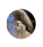 我が家の愉快なペット達（個別スタンプ：14）