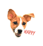 ジャックラッセルテリア jackrusellterrier（個別スタンプ：1）