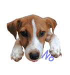 ジャックラッセルテリア jackrusellterrier（個別スタンプ：2）
