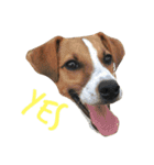 ジャックラッセルテリア jackrusellterrier（個別スタンプ：3）