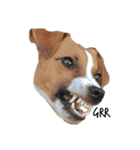ジャックラッセルテリア jackrusellterrier（個別スタンプ：4）