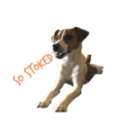 ジャックラッセルテリア jackrusellterrier（個別スタンプ：10）