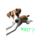 ジャックラッセルテリア jackrusellterrier（個別スタンプ：11）