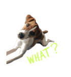 ジャックラッセルテリア jackrusellterrier（個別スタンプ：12）
