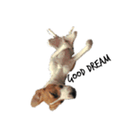 ジャックラッセルテリア jackrusellterrier（個別スタンプ：13）