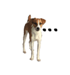 ジャックラッセルテリア jackrusellterrier（個別スタンプ：15）
