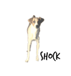 ジャックラッセルテリア jackrusellterrier（個別スタンプ：16）