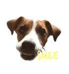 ジャックラッセルテリア jackrusellterrier（個別スタンプ：17）
