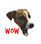 ジャックラッセルテリア jackrusellterrier（個別スタンプ：18）