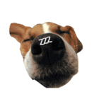 ジャックラッセルテリア jackrusellterrier（個別スタンプ：19）