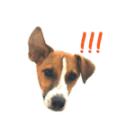 ジャックラッセルテリア jackrusellterrier（個別スタンプ：20）