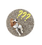 ジャックラッセルテリア jackrusellterrier（個別スタンプ：21）
