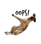 ジャックラッセルテリア jackrusellterrier（個別スタンプ：25）