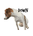 ジャックラッセルテリア jackrusellterrier（個別スタンプ：26）