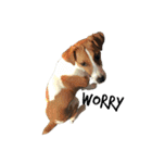 ジャックラッセルテリア jackrusellterrier（個別スタンプ：27）