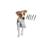 ジャックラッセルテリア jackrusellterrier（個別スタンプ：28）