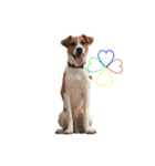 ジャックラッセルテリア jackrusellterrier（個別スタンプ：30）
