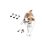 ジャックラッセルテリア jackrusellterrier（個別スタンプ：31）