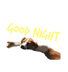 ジャックラッセルテリア jackrusellterrier（個別スタンプ：32）