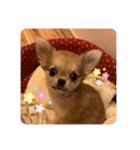 ミクちゃの部屋（個別スタンプ：1）