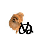 ぴーとぺー（個別スタンプ：1）