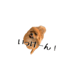 ぴーとぺー（個別スタンプ：14）