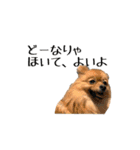 ぴーとぺー（個別スタンプ：19）
