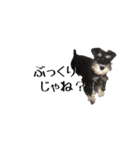 ぴーとぺー（個別スタンプ：23）