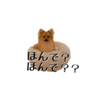 ぴーとぺー（個別スタンプ：24）