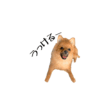 ぴーとぺー（個別スタンプ：25）