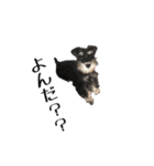 ぴーとぺー（個別スタンプ：40）